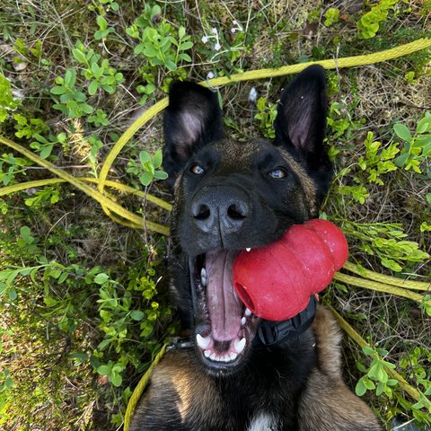 Quatro, my Malinois, with a red toy in his mouth